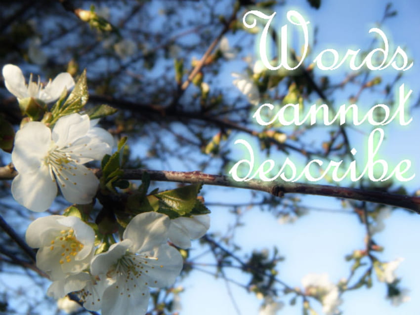 Indescribable, white, glow, flower, cherry blossom, beautiful, tree HD wallpaper