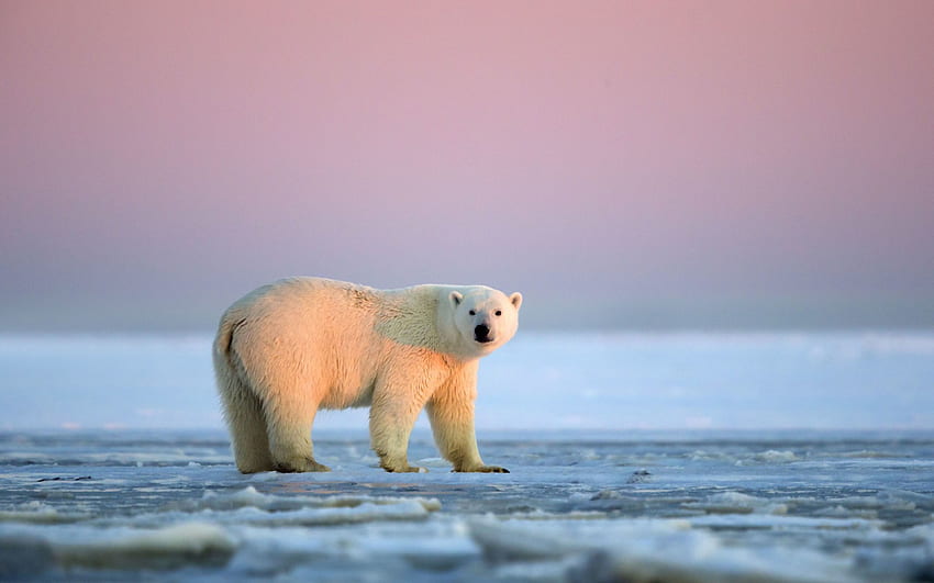 Polar Bear Snow Antarctica Ice Sky White Background . Byte. Polar bear, Animal , Animals HD wallpaper