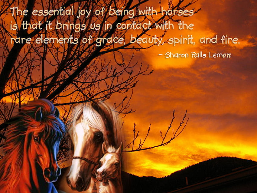 Eine Wahrheit, Pferde, Stute, Hengst, Zitat, Sonnenuntergang, Fohlen HD-Hintergrundbild