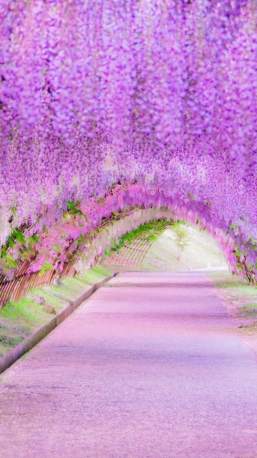 Fleurs de printemps, violette Fond d'écran de téléphone HD