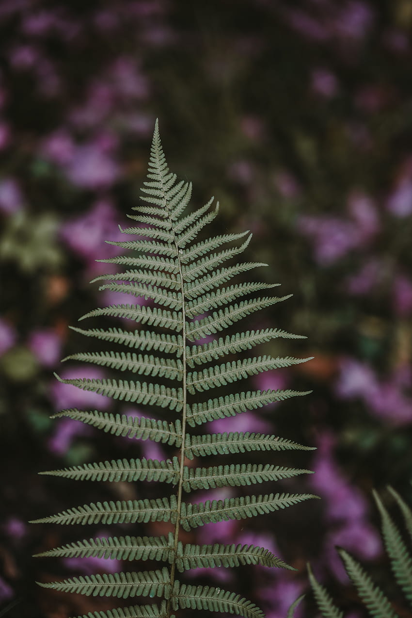 Nature, Plant, Fern, Blur, Smooth, Sheet, Leaf HD phone wallpaper