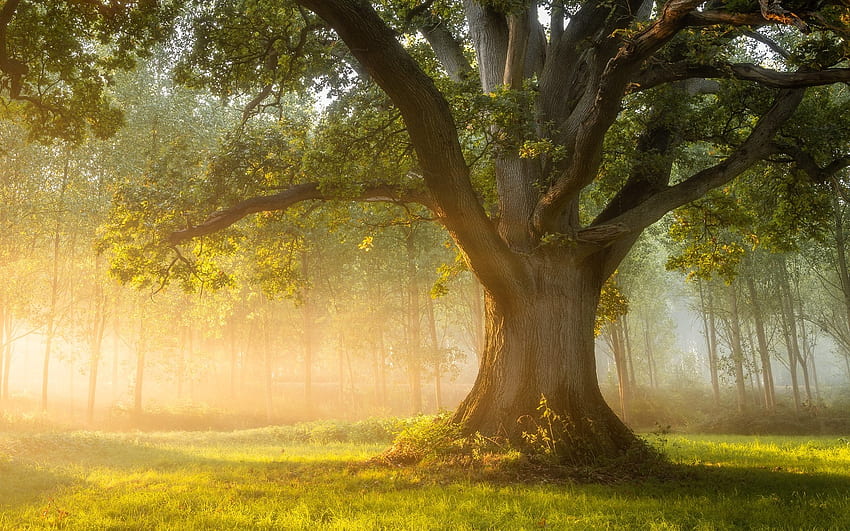 Le seigneur des chênes, feuilles, nature, chêne, arbre Fond d'écran HD