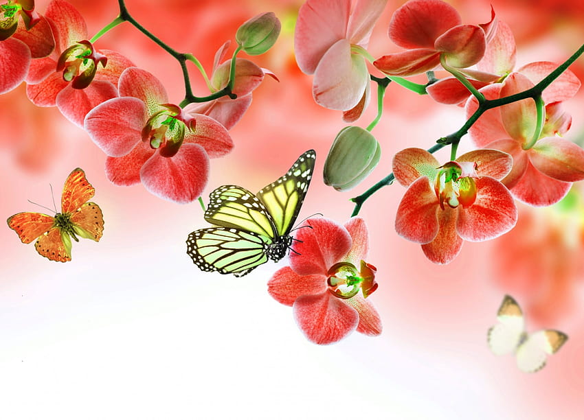 Орхидея, пеперуди, цветя, цвят HD тапет