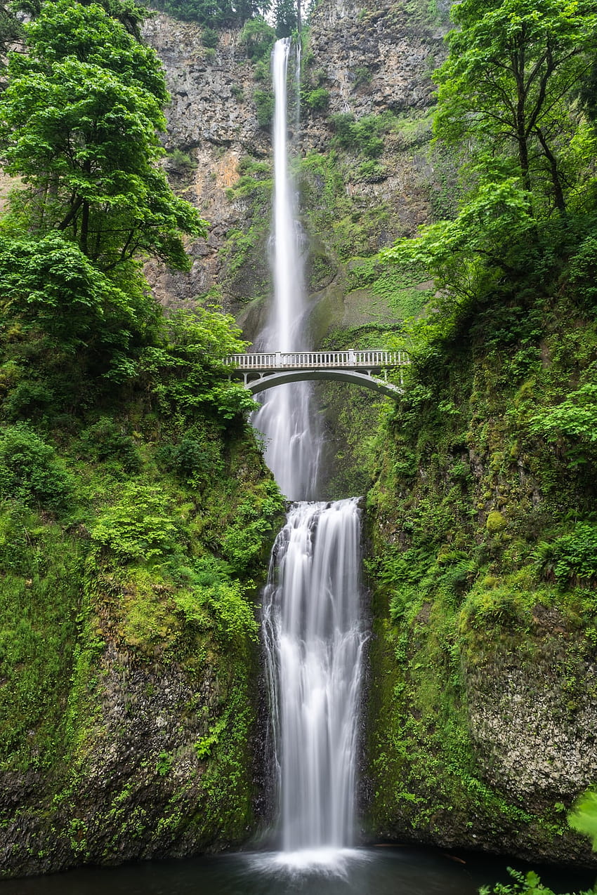 나무 사이의 다리 – Waterfall, Spring Bridge HD 전화 배경 화면