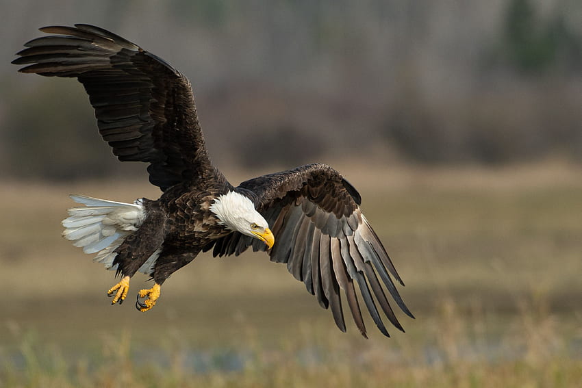Eagle, Native Eagle HD wallpaper