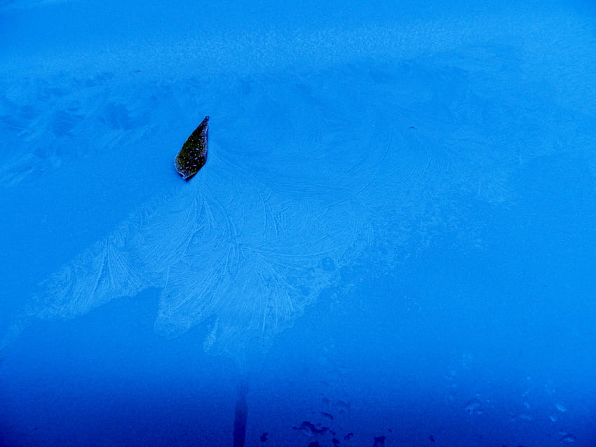Frosty Leaf ใบไม้ น้ำค้างแข็ง ธรรมชาติ graph วอลล์เปเปอร์ HD