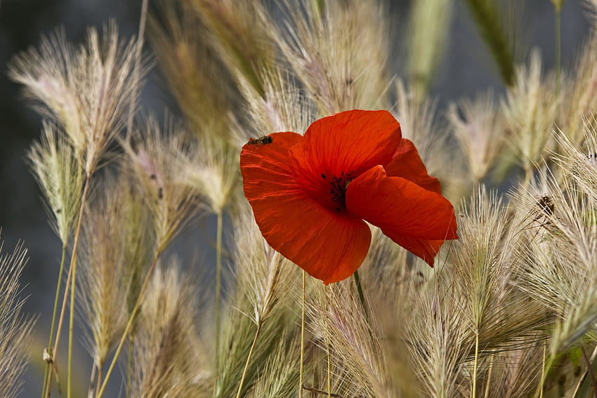 *** Poppy ***, nature, flowers, poppy, field HD wallpaper