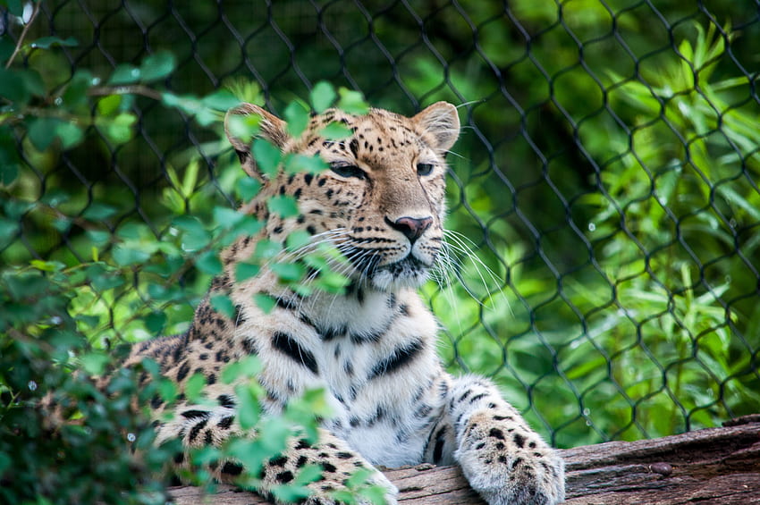 Animali, leopardo, museruola, predatore, è seduto, si siede Sfondo HD