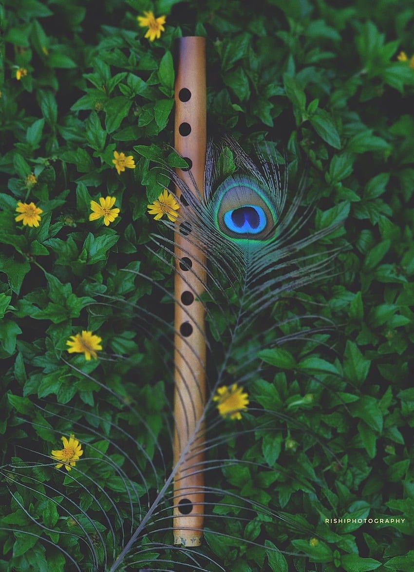 720P Free download | Beautiful peacock feather and fruit. Krishna