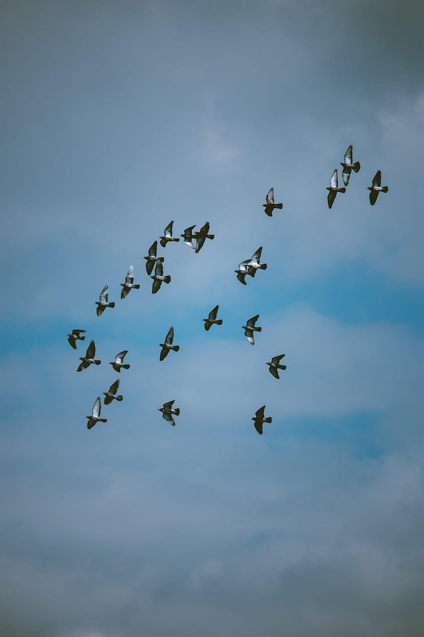 Animals, Birds, Sky, Pigeons, Flock HD phone wallpaper