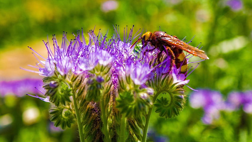 Blume, Pflanze, Makro, Knospe, Biene, Bestäubung HD-Hintergrundbild