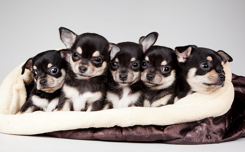 Animali, 2015, National Puppy Day, Celebrity Pet e Home Life Style Sfondo HD