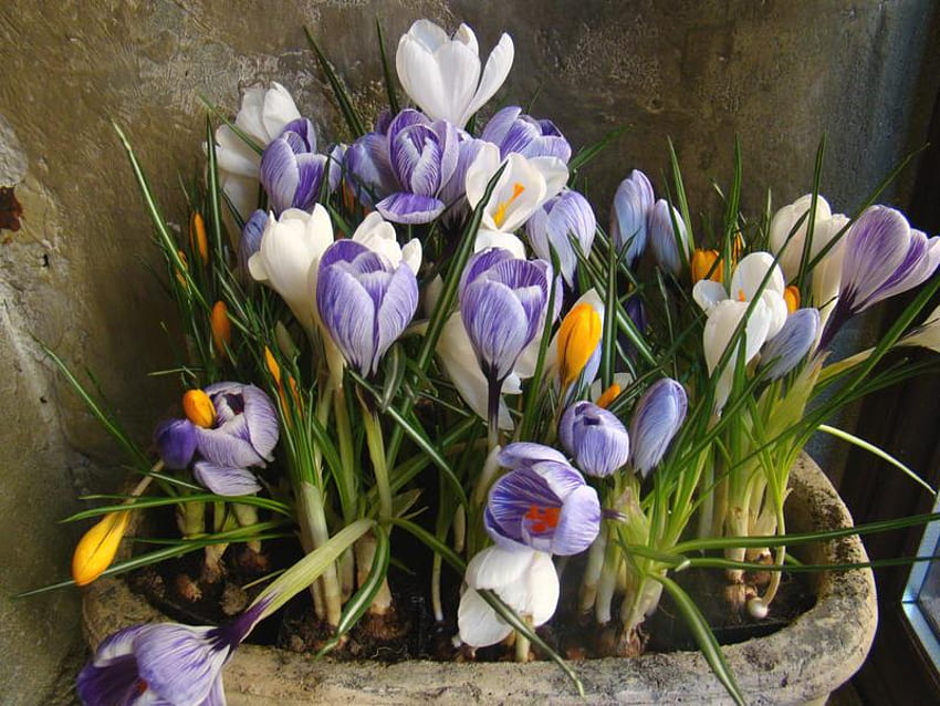크로커스, 자연, 꽃, 봄 HD 월페이퍼