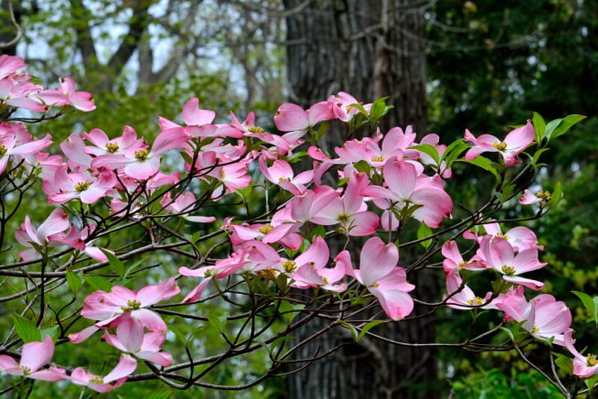 Пролетен цвят, пролетни цветя, розови цветя, пролетен цъфтеж HD тапет