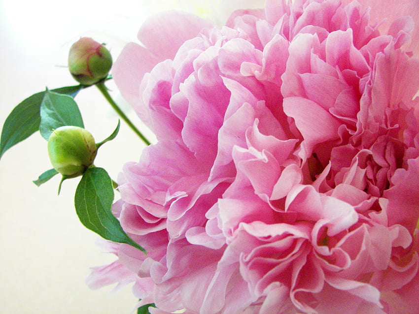 peony, my all time favorite flower! And, I imagine that is what heaven smells like. the peony flower. HD wallpaper