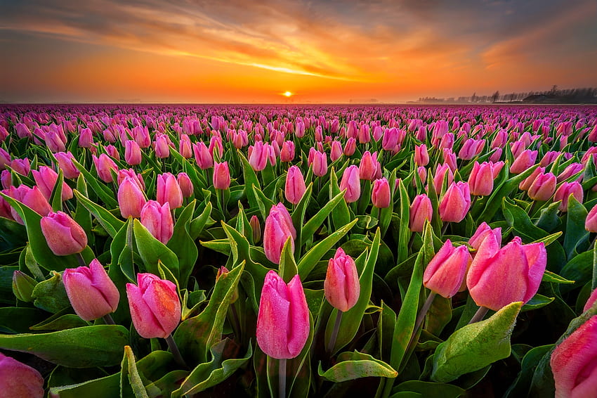 tulipanes al atardecer, verano, campo, flores, hermoso, cielo, tulipanes, atardecer, ardiente fondo de pantalla