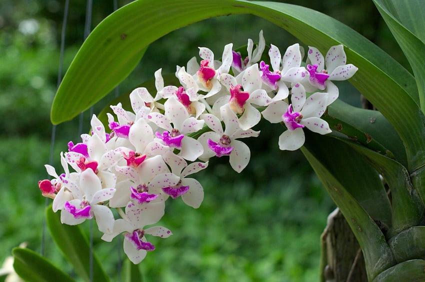 *** Orchids ***, natura, kwiaty, orchidee, piekne HD wallpaper