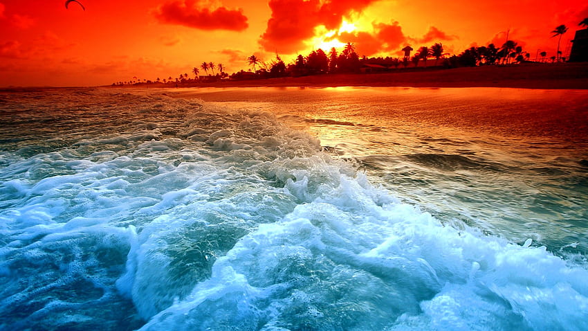 Wild Ocean, palms, sea, sky, sunset, ocean, beach HD wallpaper