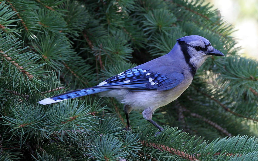 BIRDS, BLUE JAY, BEAUTY, NATURE HD wallpaper
