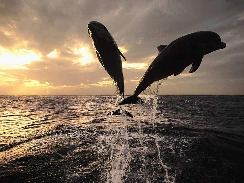 Animales, Delfines, Mar fondo de pantalla