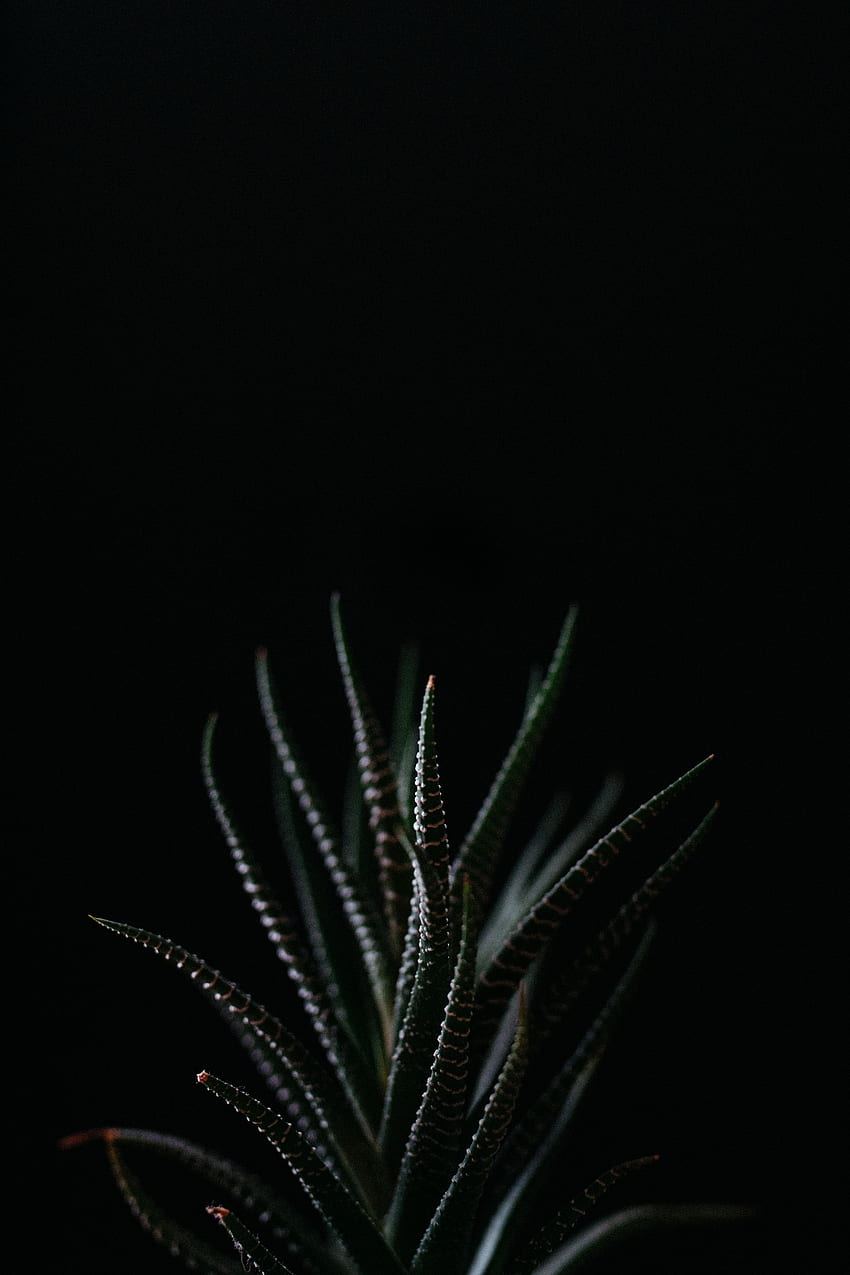 Leaves, Plant, Dark, Succulent, Havortia, Haworthia HD phone wallpaper