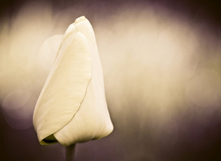 Tulpe, Zärtlichkeit, weiße Tulpen, Blütenblätter, Blume, weich, Schönheit HD-Hintergrundbild