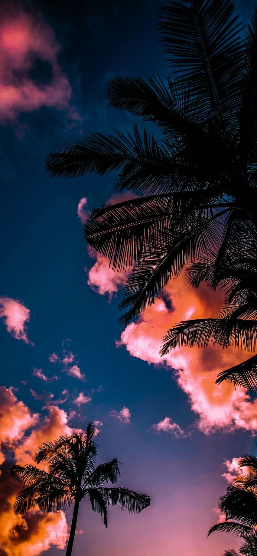 Miami - Central in 2021. 背景, ビーチ, 葉の背景, Miami Pink HD電話の壁紙