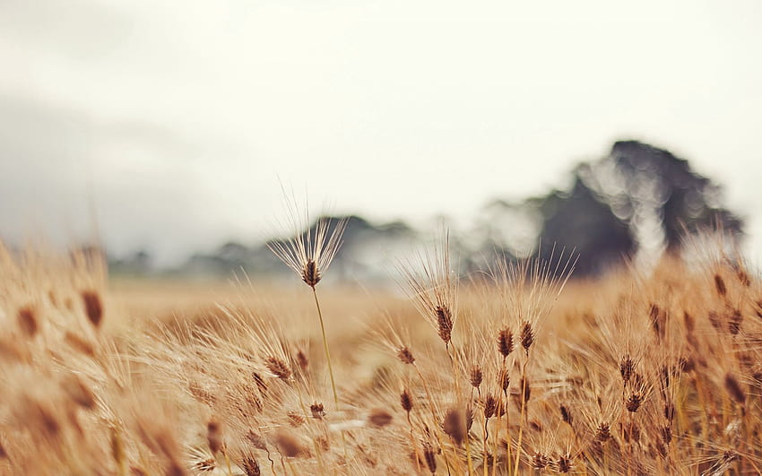 Nature, Wheat, Blur, Ears, Mainly Cloudy, Overcast, Mustache, Moustache, Spikes HD wallpaper