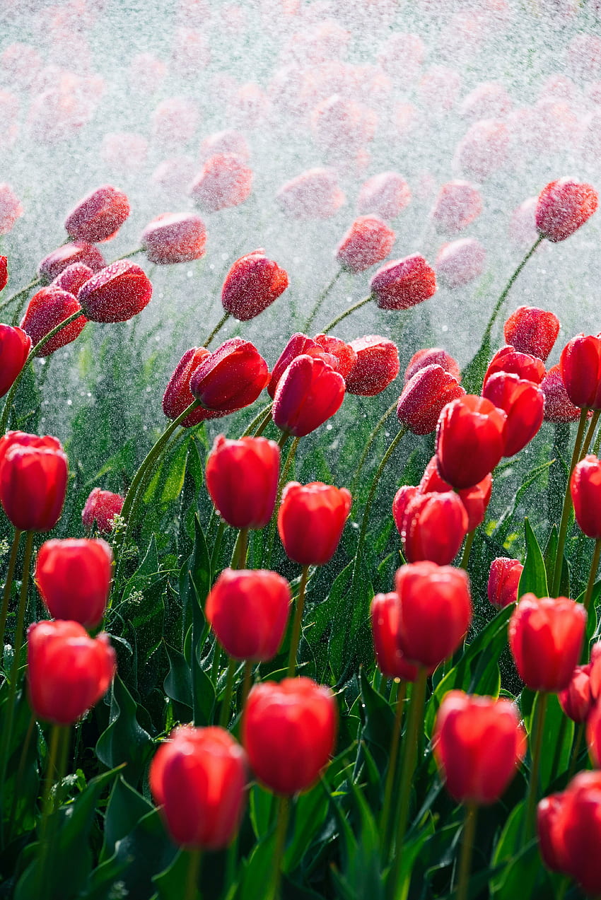Tulipanes rojos y hermosos, flor, primavera. fondo de pantalla del teléfono