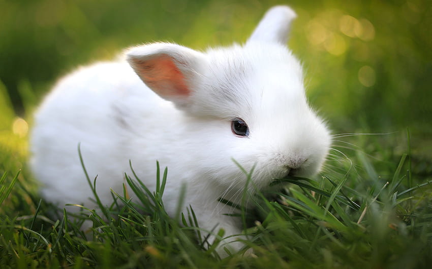 bunnies pics. Cute white bunny . Кролик, Салаты HD wallpaper