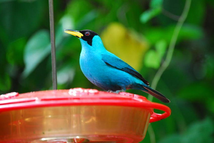 Bird, animal, blue, feeder HD wallpaper