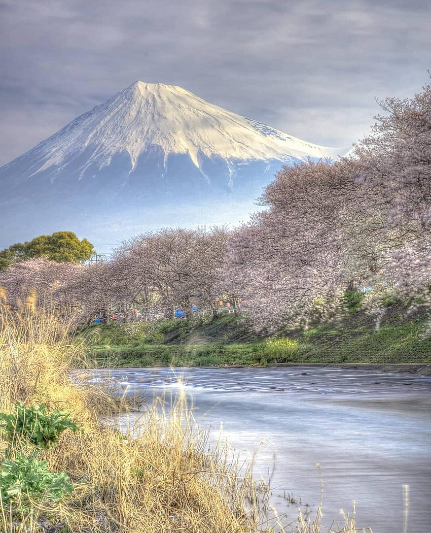 Japan Travel: si quieres acercarte un poco más al monte Fuji durante la temporada de sakura, Shizuoka lo es. fondo de pantalla del teléfono
