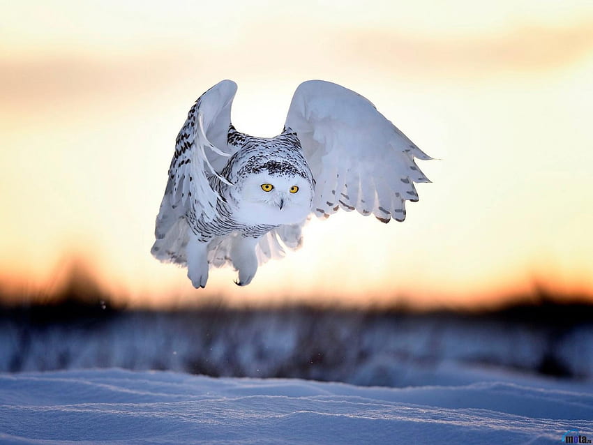 Snowy Owl in Flight, winter, animal, wings, birds, snow, flight, owl HD ...