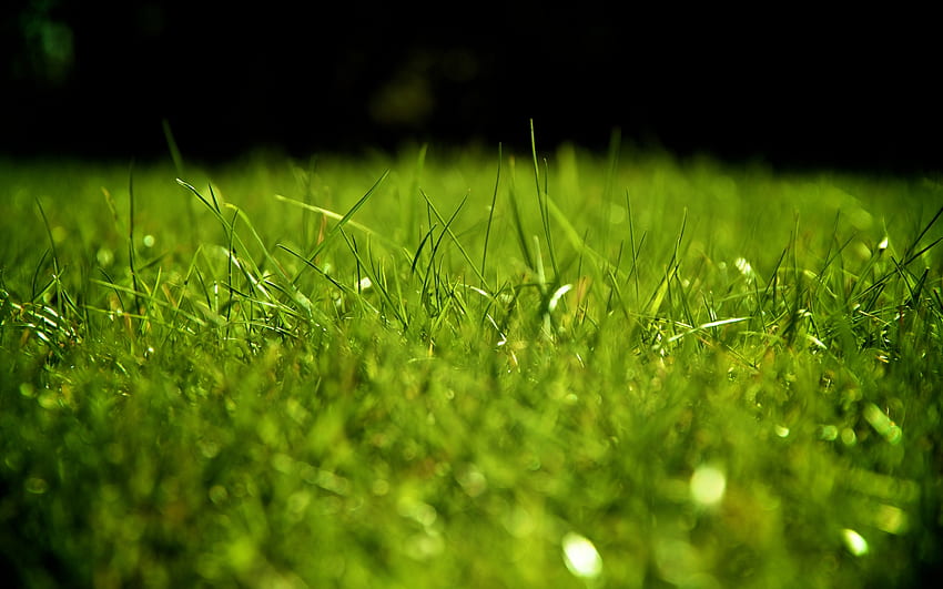 Gras, Tropfen, Makro, Oberfläche, Tau HD-Hintergrundbild