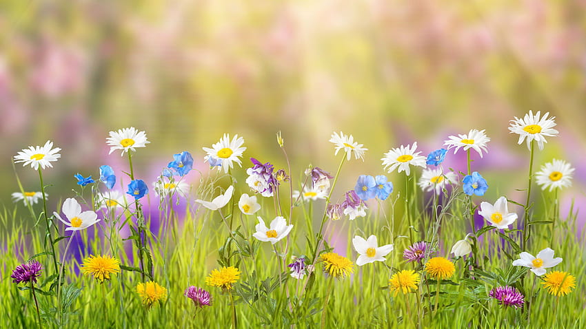 ดอกไม้ , , ทุ่ง ฤดูใบไม้ผลิ ธรรมชาติ ดอกไม้ วอลล์เปเปอร์ HD