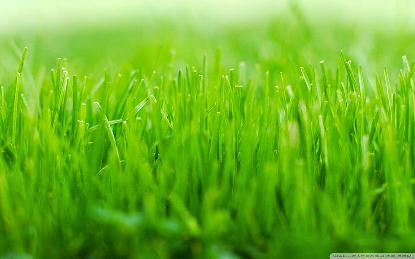 Lawn, Green Grass HD wallpaper