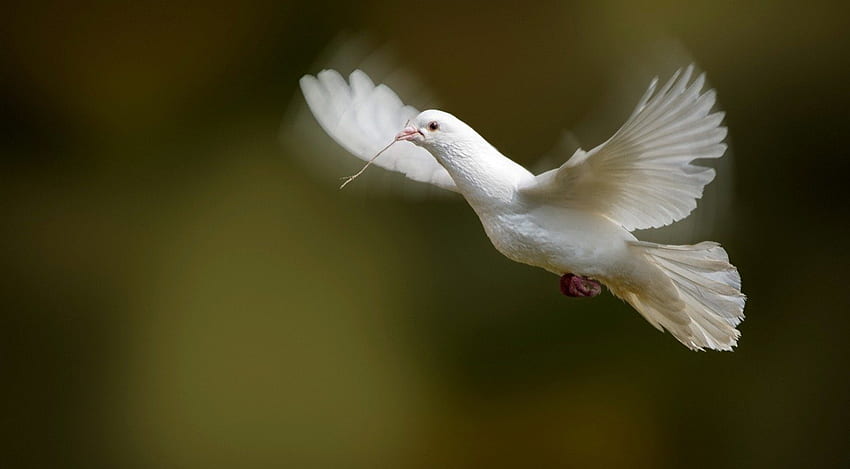 Biały gołąb, latający, biały, piękny, gołąb Tapeta HD