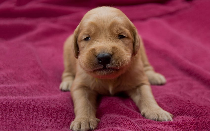 Puppy, sweet, animal, dog, pink, cute, golden retriever HD wallpaper