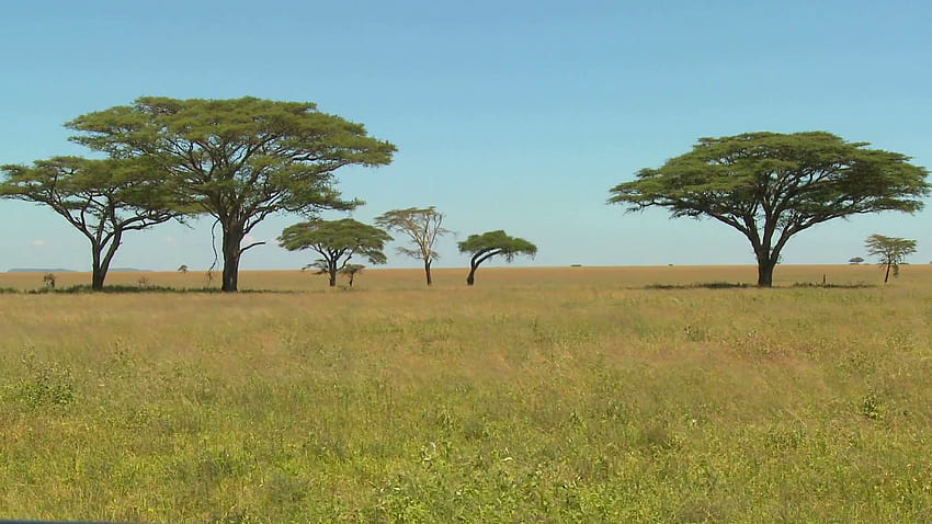 아프리카 사바나. 아프리카 사바나에서 자란 아름다운 아카시아 나무. 아프리카 나무, 아프리카 식물, 성장하는 나무, 열대 사바나 HD 월페이퍼