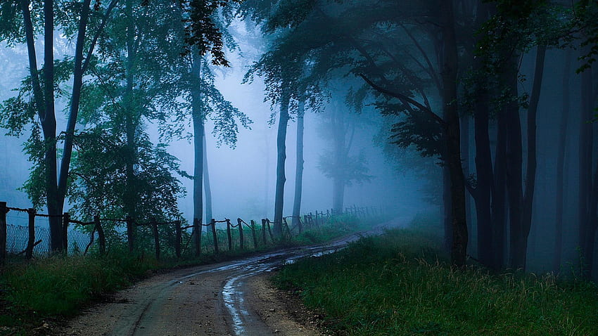 Jalan desa di hutan gelap. Pemandangan indah layar lebar untuk ponsel Anda Wallpaper HD