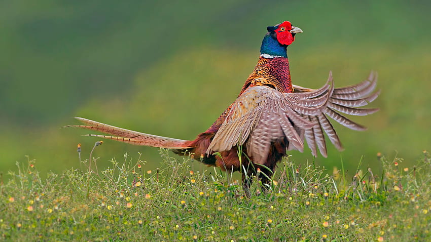 Ring Necked Pheasant – Bing HD wallpaper