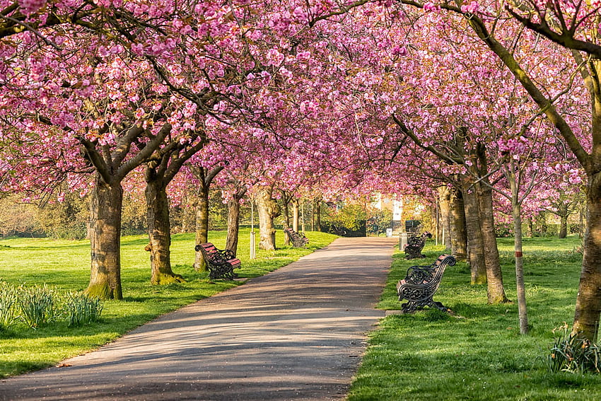 世界で最高の桜の都市—桜、日本の桜の木を見る場所 高画質の壁紙