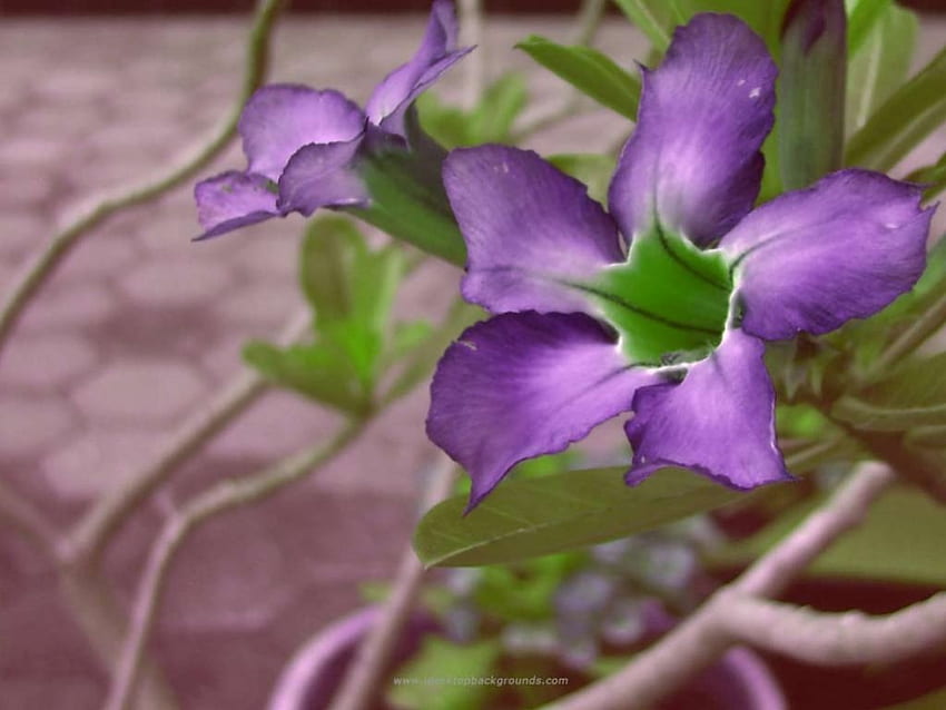 Fleur mauve, violet, fleurs Fond d'écran HD