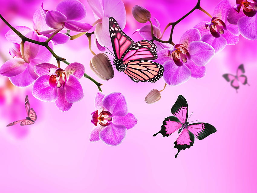 Orchid Butterflies Pink color Flowers . . 336299. UP HD wallpaper