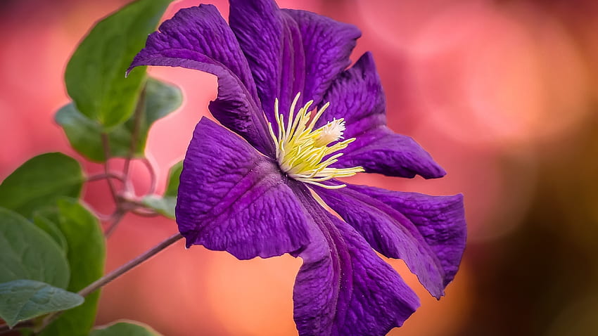 Clematis Close-Up, nature, close up, clematis, flower HD wallpaper