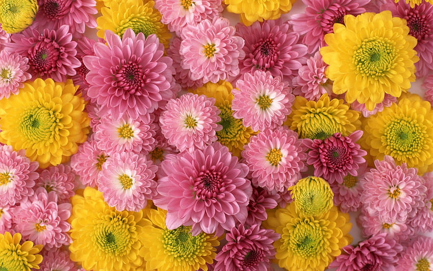 Цъфтят хризантеми Красиви цветя със светлинен цвят Бели, розови и жълти цветя HD тапет