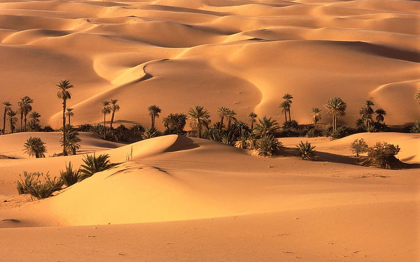 Golden Desert Hills Palms Oase . Golden Desert Hills, Desert Rain HD wallpaper