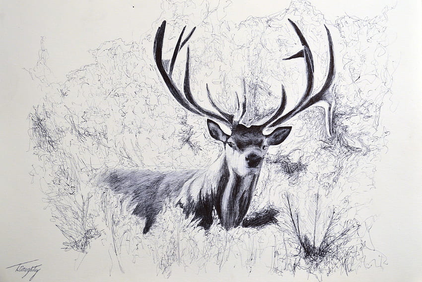 Deer For Background, Deer Black and White HD wallpaper
