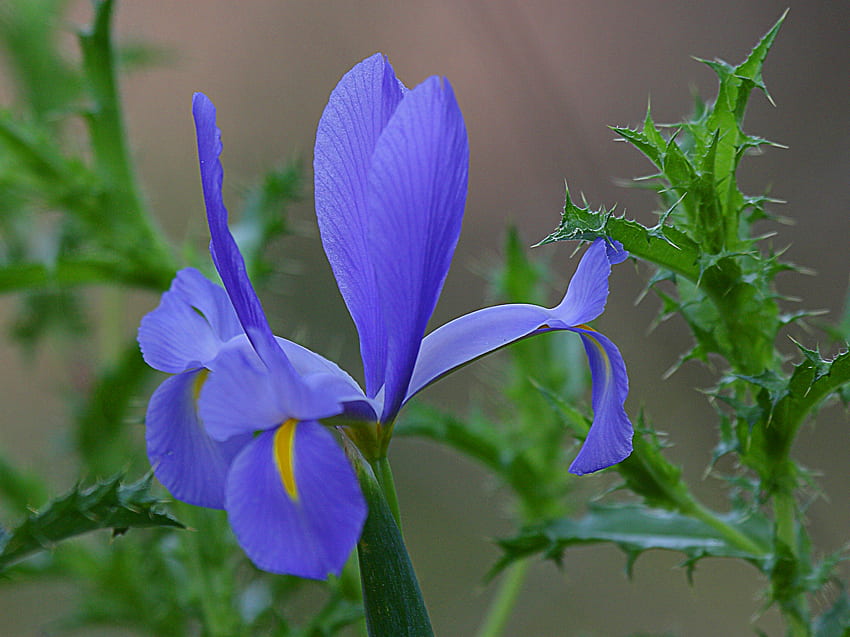 Blue Iris, blue, iris, nature, flower HD wallpaper