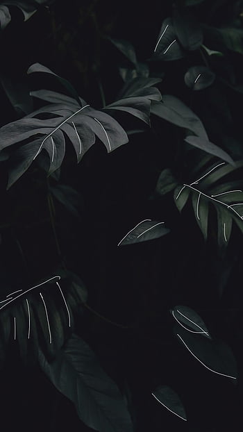 Black leaves. Black aesthetic , Dark iphone, Black HD phone wallpaper ...